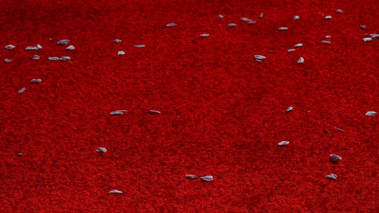 Wallpaper petals, surface, red, background