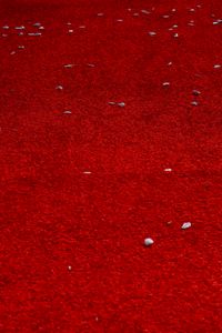 Preview wallpaper petals, surface, red, background