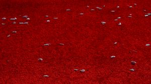 Preview wallpaper petals, surface, red, background