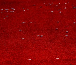 Preview wallpaper petals, surface, red, background