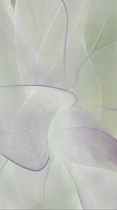 Preview wallpaper petals, transparent, macro, light