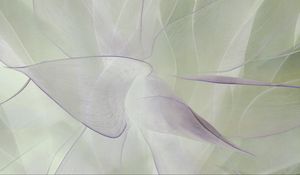 Preview wallpaper petals, transparent, macro, light