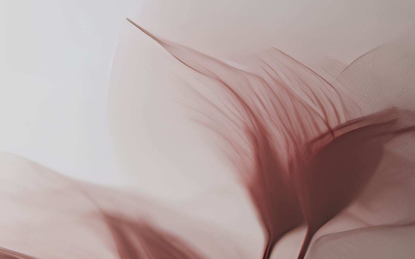 1440x900 Wallpaper petals, transparent, pink, flowers