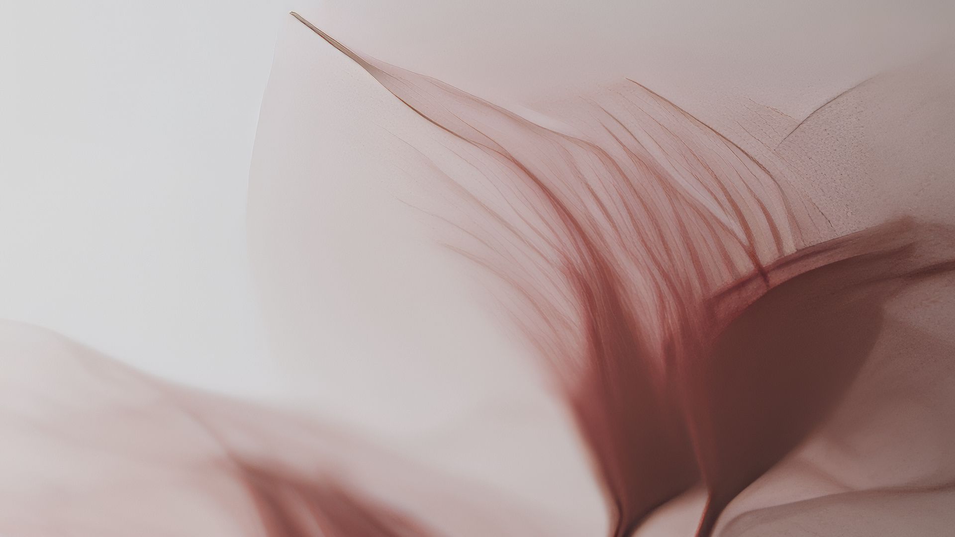 1920x1080 Wallpaper petals, transparent, pink, flowers