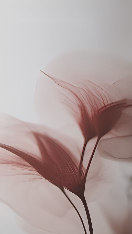 540x960 Wallpaper petals, transparent, pink, flowers