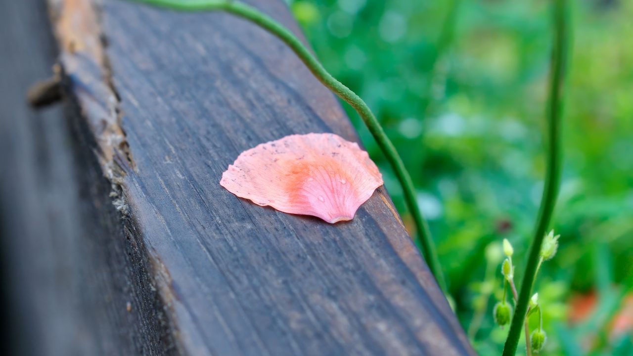 Wallpaper petals, tree, blur