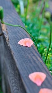 Preview wallpaper petals, tree, blur