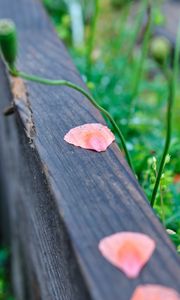 Preview wallpaper petals, tree, blur