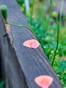 Preview wallpaper petals, tree, blur