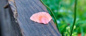 Preview wallpaper petals, tree, blur