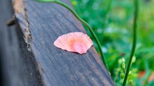 Preview wallpaper petals, tree, blur