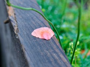 Preview wallpaper petals, tree, blur