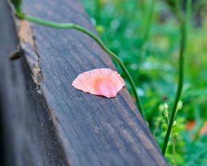 Preview wallpaper petals, tree, blur