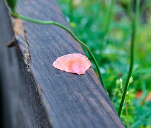 Preview wallpaper petals, tree, blur