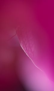 Preview wallpaper petals, veins, purple, blur, macro