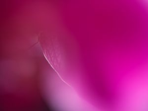 Preview wallpaper petals, veins, purple, blur, macro