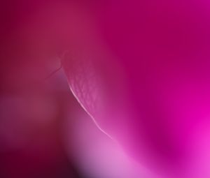 Preview wallpaper petals, veins, purple, blur, macro