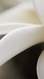Preview wallpaper petals, white, close-up, flower