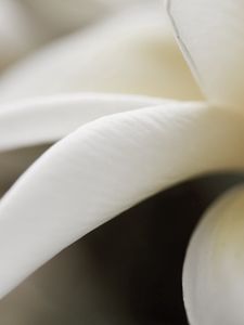 Preview wallpaper petals, white, close-up, flower