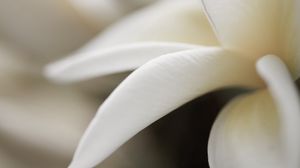 Preview wallpaper petals, white, close-up, flower