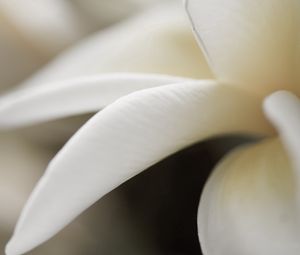 Preview wallpaper petals, white, close-up, flower