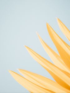 Preview wallpaper petals, yellow, macro, flower, minimalism