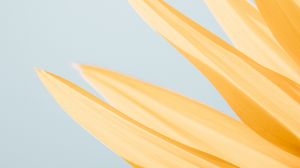 Preview wallpaper petals, yellow, macro, flower, minimalism