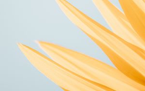 Preview wallpaper petals, yellow, macro, flower, minimalism