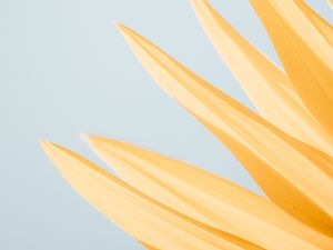 Preview wallpaper petals, yellow, macro, flower, minimalism