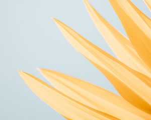 Preview wallpaper petals, yellow, macro, flower, minimalism