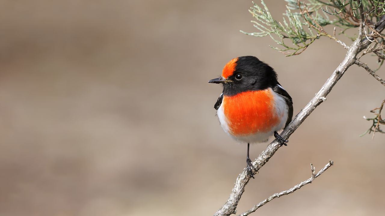 Wallpaper petroica, bird, branch, tree