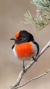 Preview wallpaper petroica, bird, branch, tree