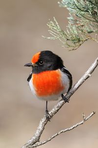 Preview wallpaper petroica, bird, branch, tree