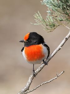 Preview wallpaper petroica, bird, branch, tree