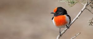 Preview wallpaper petroica, bird, branch, tree