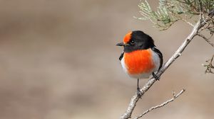 Preview wallpaper petroica, bird, branch, tree