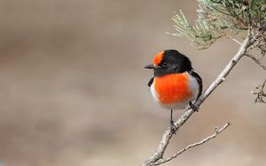 Preview wallpaper petroica, bird, branch, tree
