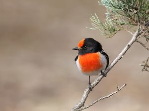 Preview wallpaper petroica, bird, branch, tree