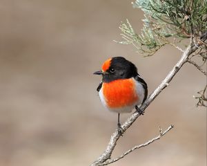 Preview wallpaper petroica, bird, branch, tree