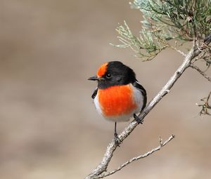 Preview wallpaper petroica, bird, branch, tree