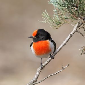 Preview wallpaper petroica, bird, branch, tree