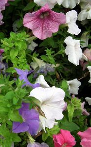 Preview wallpaper petunia, color, colorful, flowerbed, greens