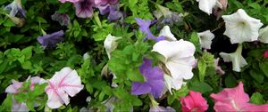 Preview wallpaper petunia, color, colorful, flowerbed, greens