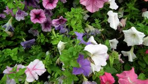 Preview wallpaper petunia, color, colorful, flowerbed, greens