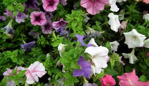 Preview wallpaper petunia, color, colorful, flowerbed, greens