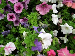 Preview wallpaper petunia, color, colorful, flowerbed, greens