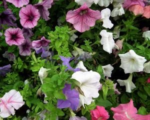 Preview wallpaper petunia, color, colorful, flowerbed, greens