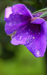 Preview wallpaper petunia, flower, drops, macro, purple