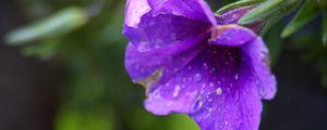 Preview wallpaper petunia, flower, drops, macro, purple