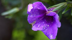Preview wallpaper petunia, flower, drops, macro, purple